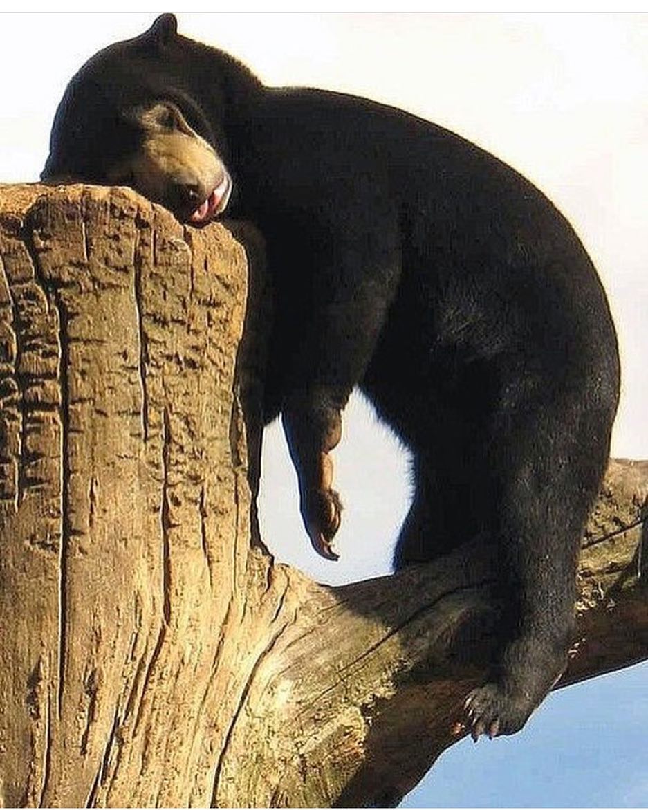 937x1171, 171 Kb / медведь, ствол, устал