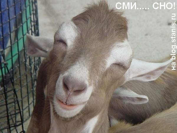 600x450, 48 Kb / коза, улыбка