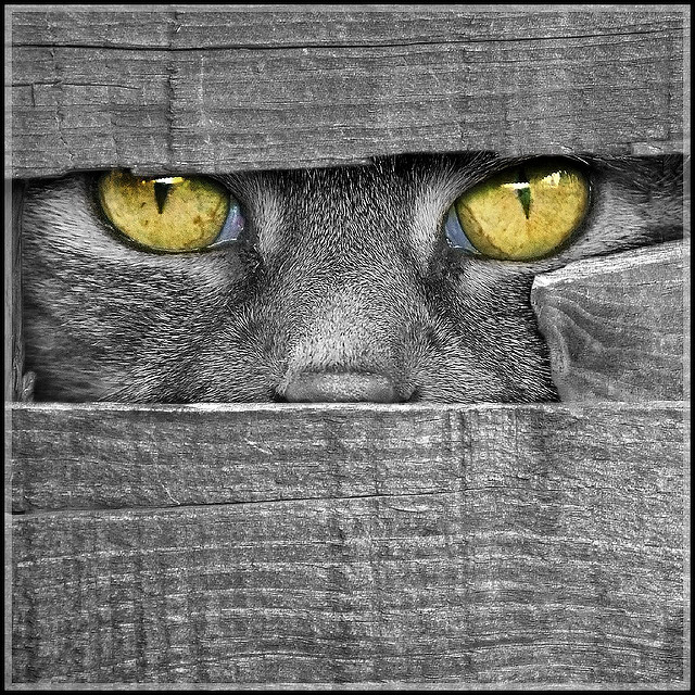 640x640, 232 Kb / кот, глаза, доска