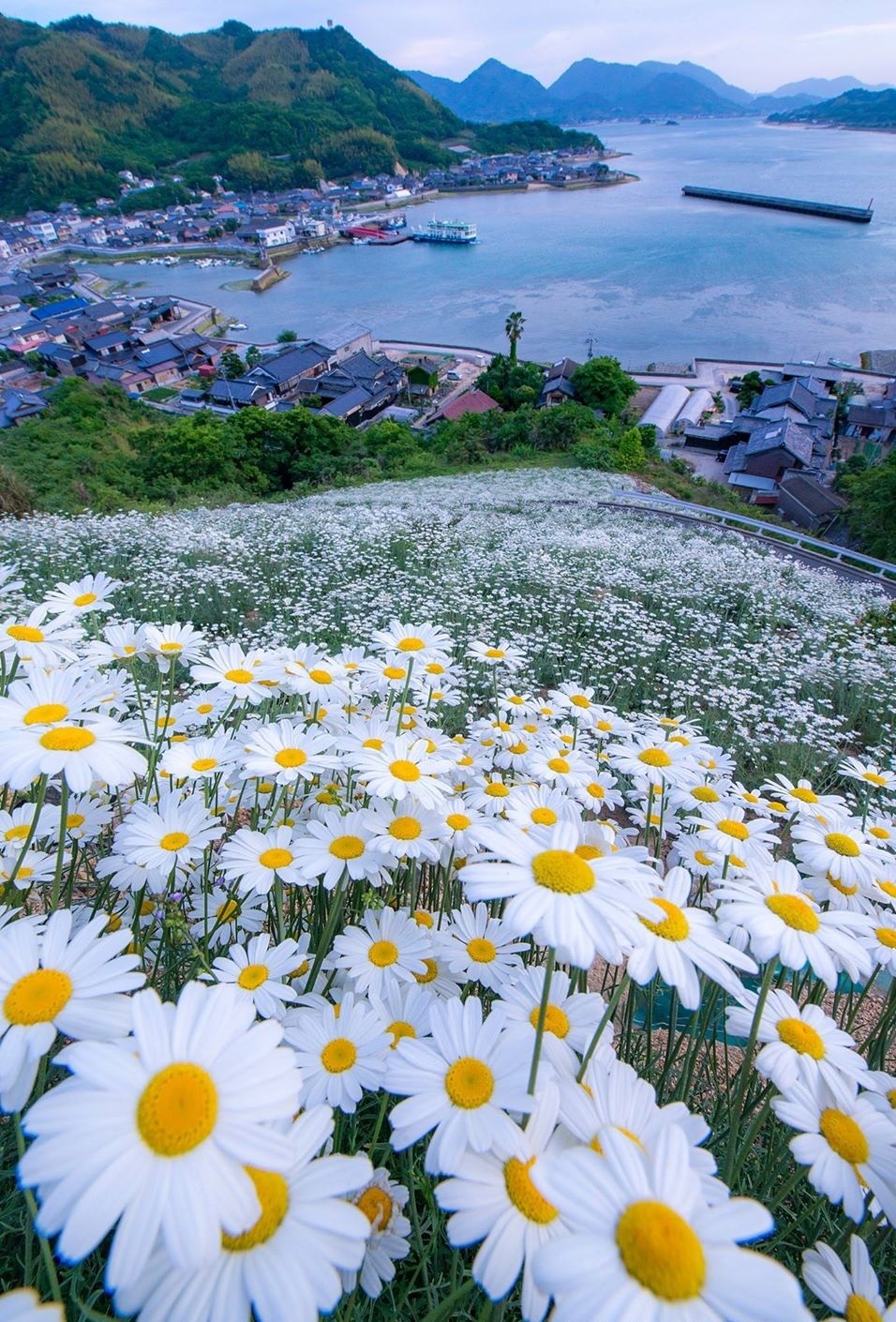 956x1410, 438 Kb / ромашки, залив, дома, холмы