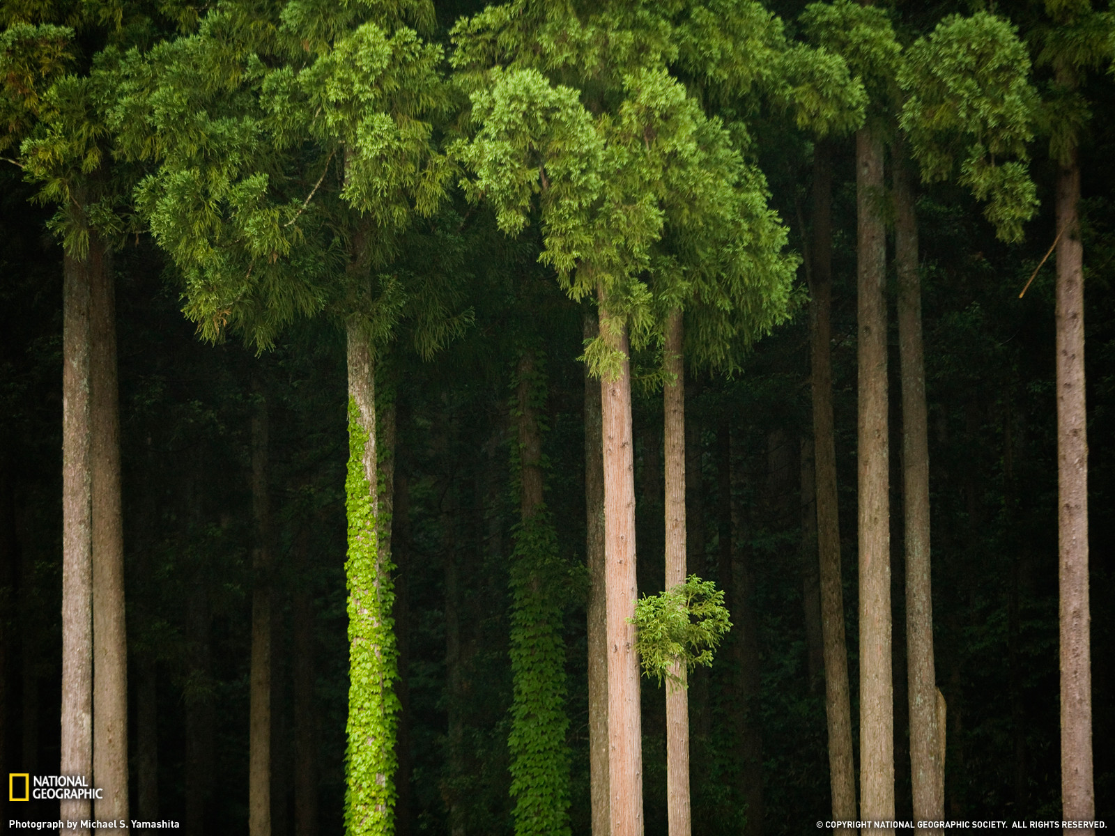 1600x1200, 630 Kb / лес, кедры