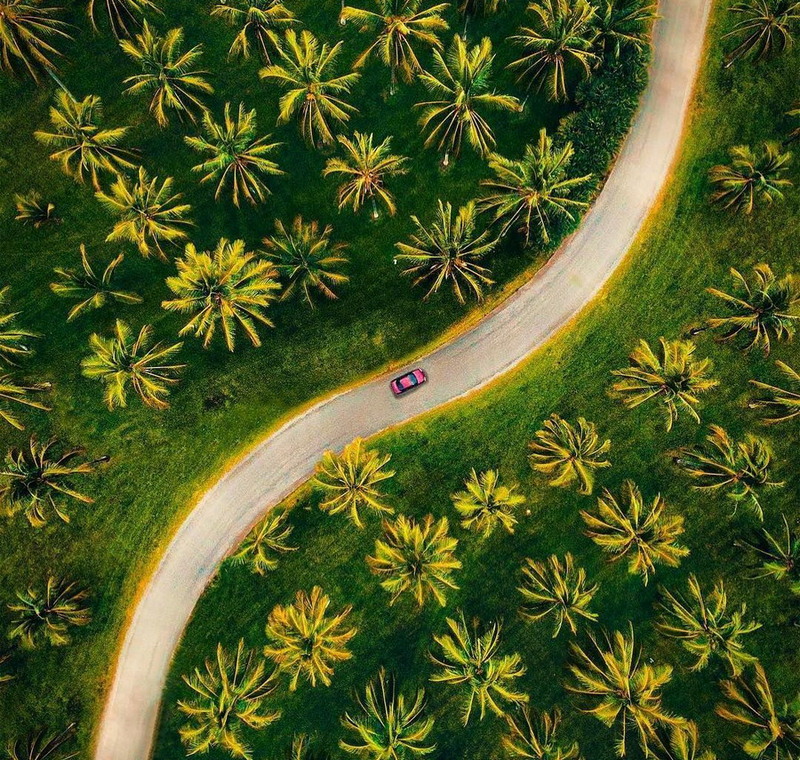 800x760, 335 Kb / дорога, пальмы, автомобиль, сверху