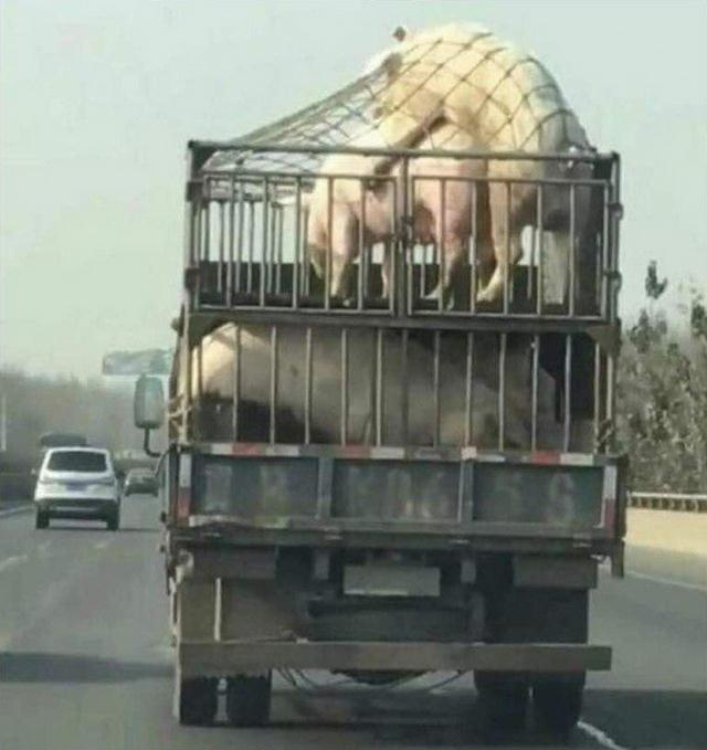 640x679, 41 Kb / грузовик, свиньи, секс