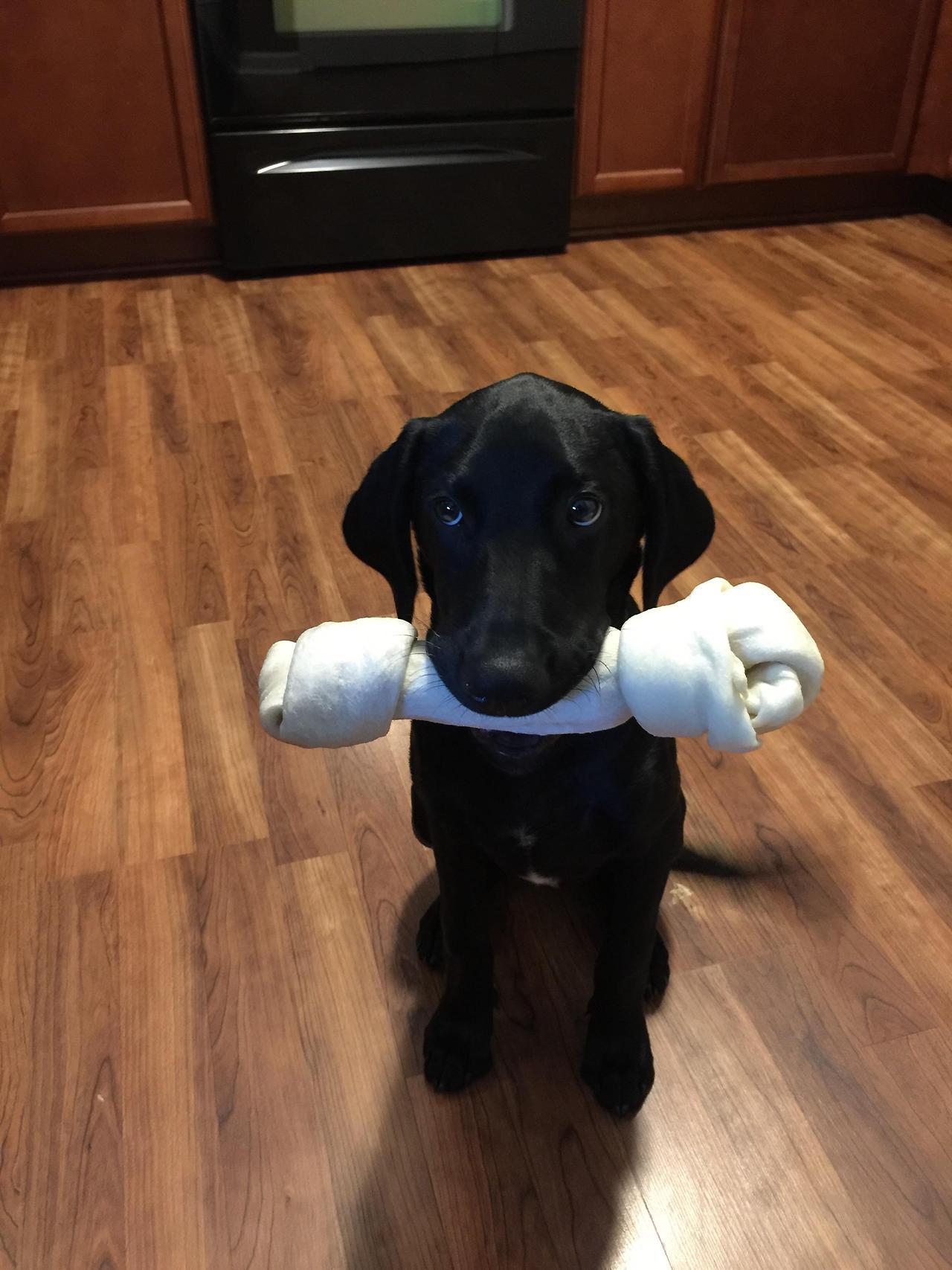 1280x1707, 182 Kb / щенок, кость, кухня