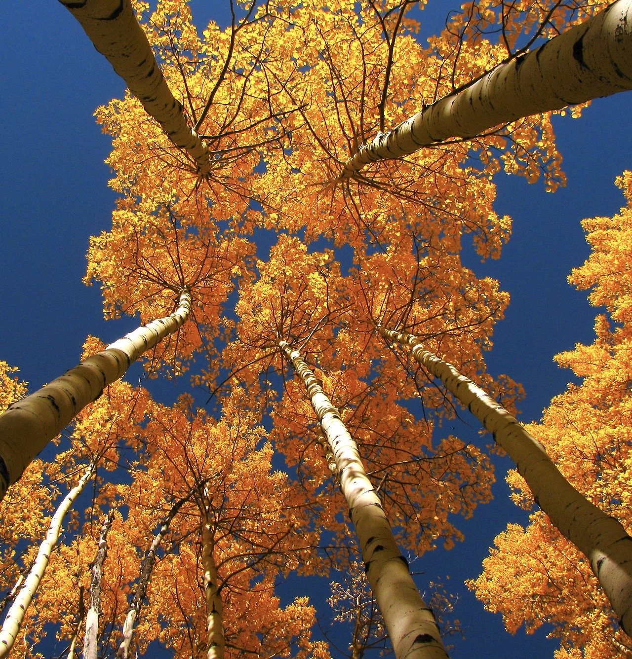 1280x1336, 604 Kb / березы, осень