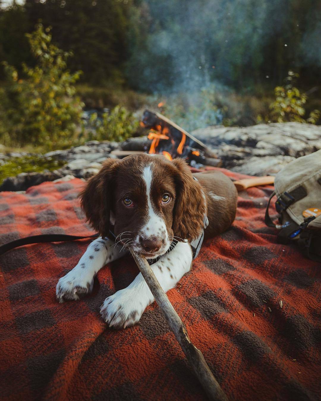1080x1350, 173 Kb / собака, щенок, плед, палка, костер