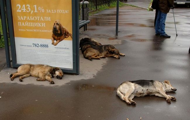 650x413, 41 Kb / собаки, реклама