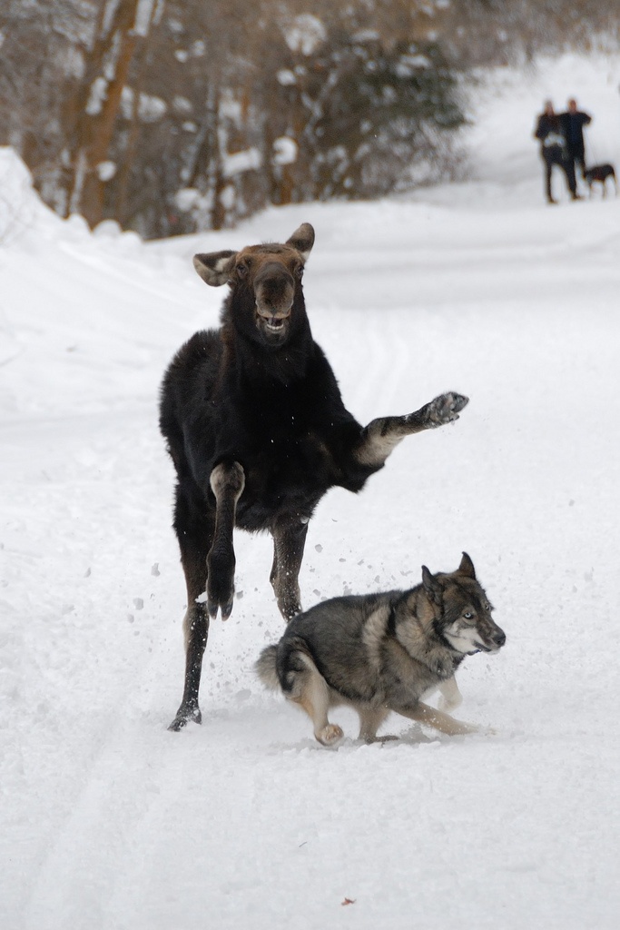 683x1024, 179 Kb / лось, волк