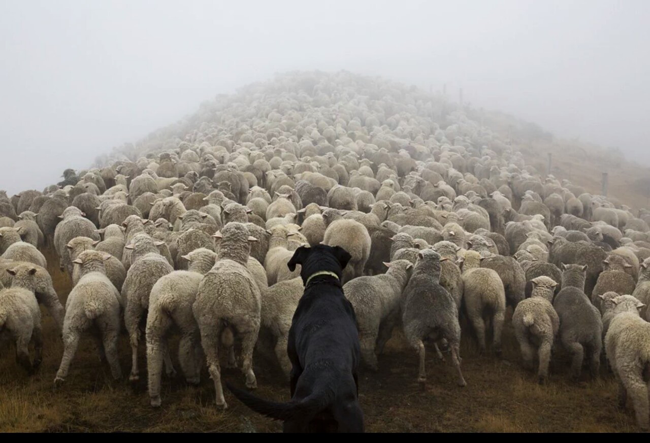 1280x873, 205 Kb / стадо, овцы, собака, пастух, гора, туман