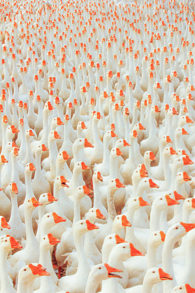 658x987, 449 Kb / гуси, стадо