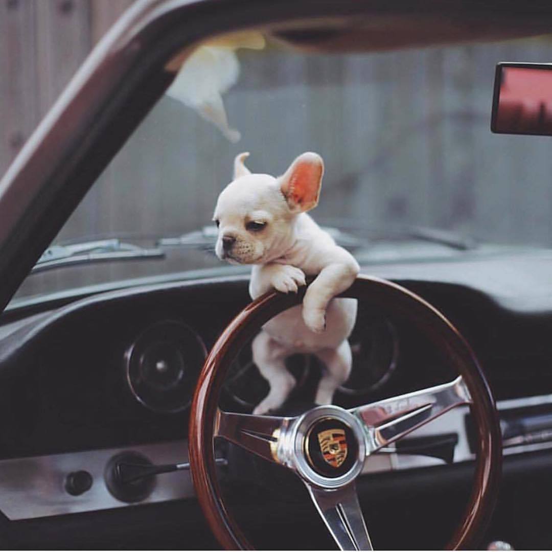 1080x1080, 67 Kb / собака, порш, руль
