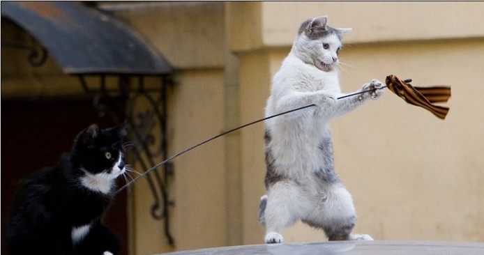 694x366, 42 Kb / кошки, 9 мая, ленточка