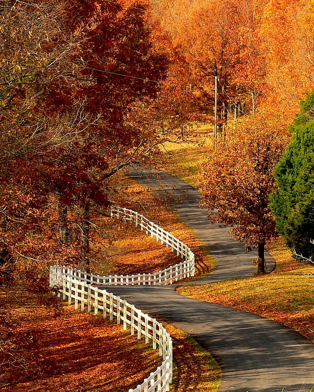 641x800, 235 Kb / забор, дорога, осень