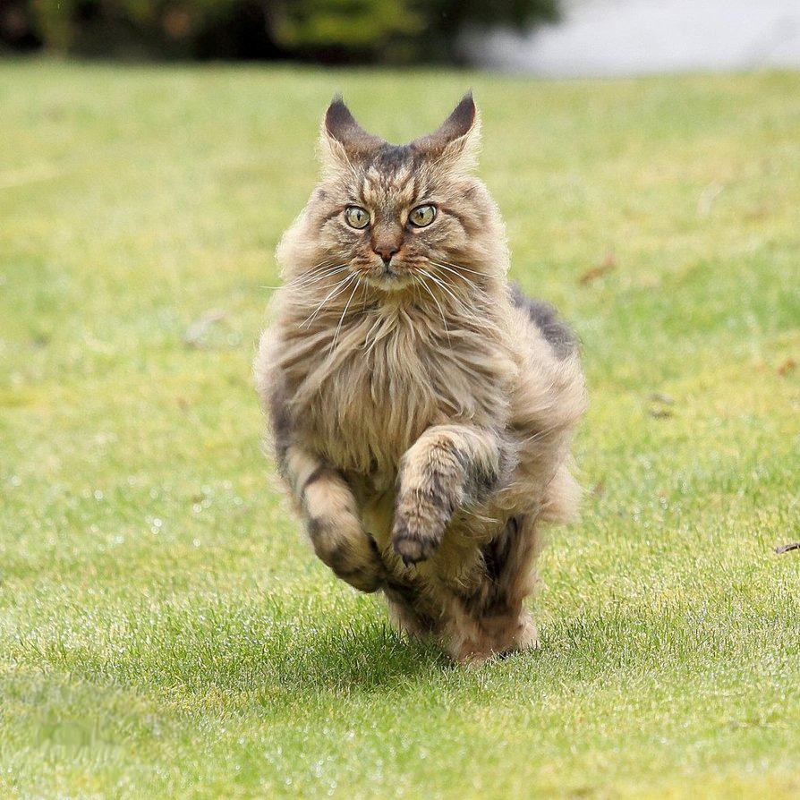 894x894, 293 Kb / кот, трава, скачет