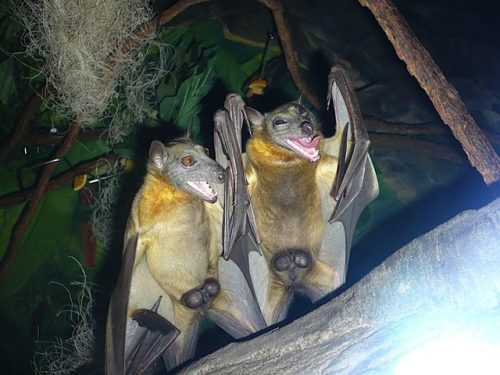 500x375, 40 Kb / летучие мыши, яйца, дерево, улыбка