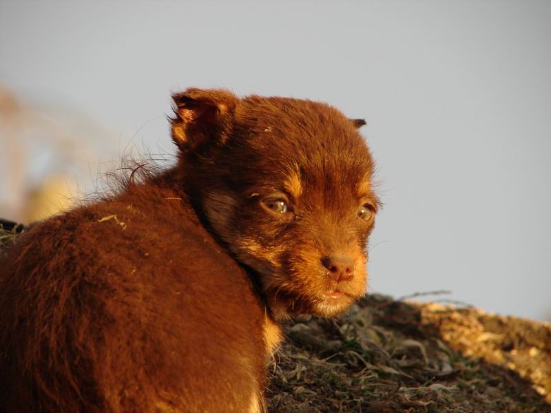800x600, 57 Kb / маленький, щенок, Пятигорск, рыжий