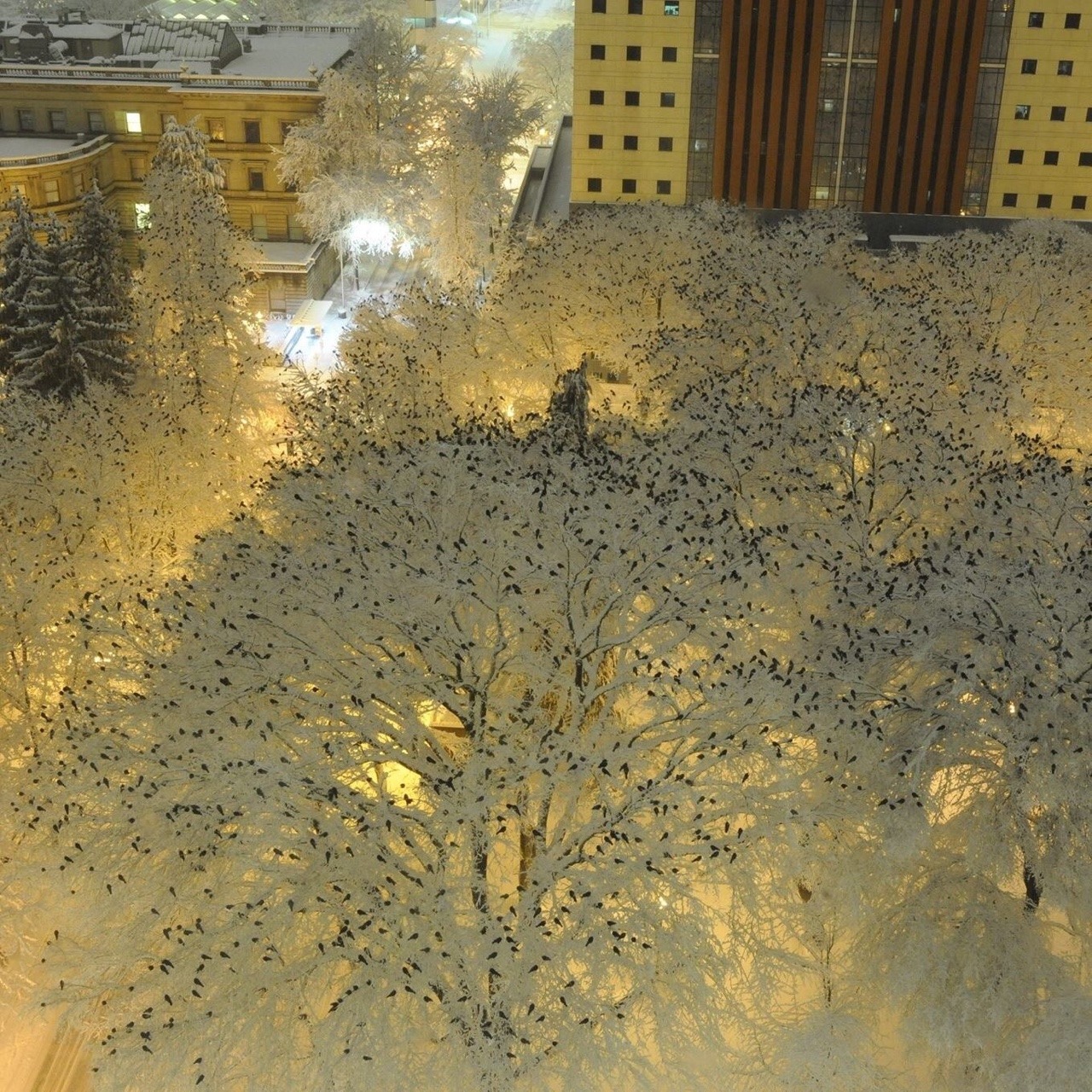 1280x1280, 632 Kb / снег, птицы, портланд, деревья, ветки, вороны