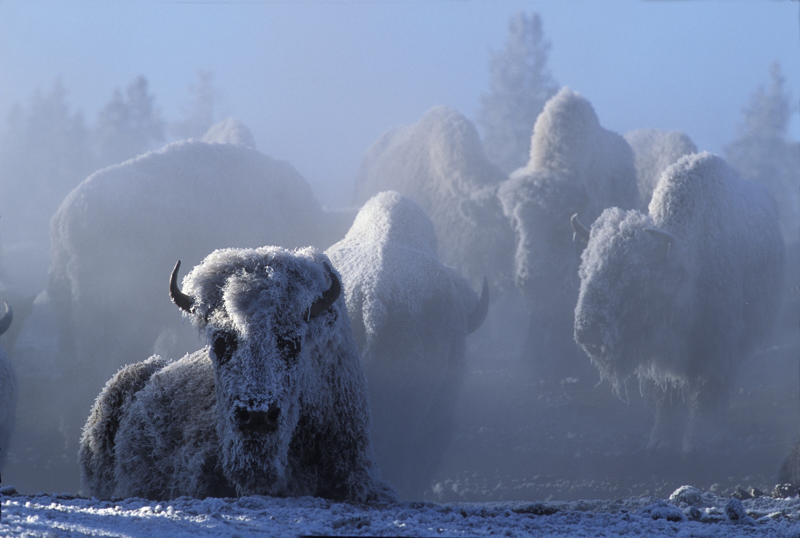 1600x1076, 510 Kb / бизоны, иней