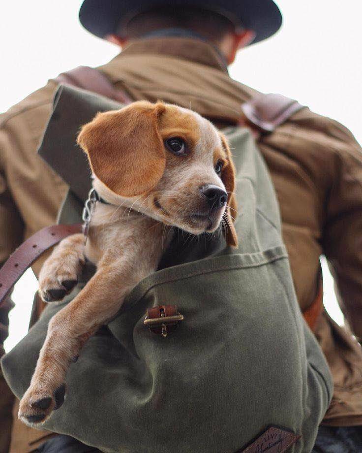 736x920, 74 Kb / щенок, рюкзак