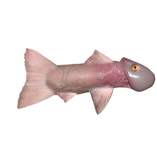 500x500, 20 Kb / рыба, хуй