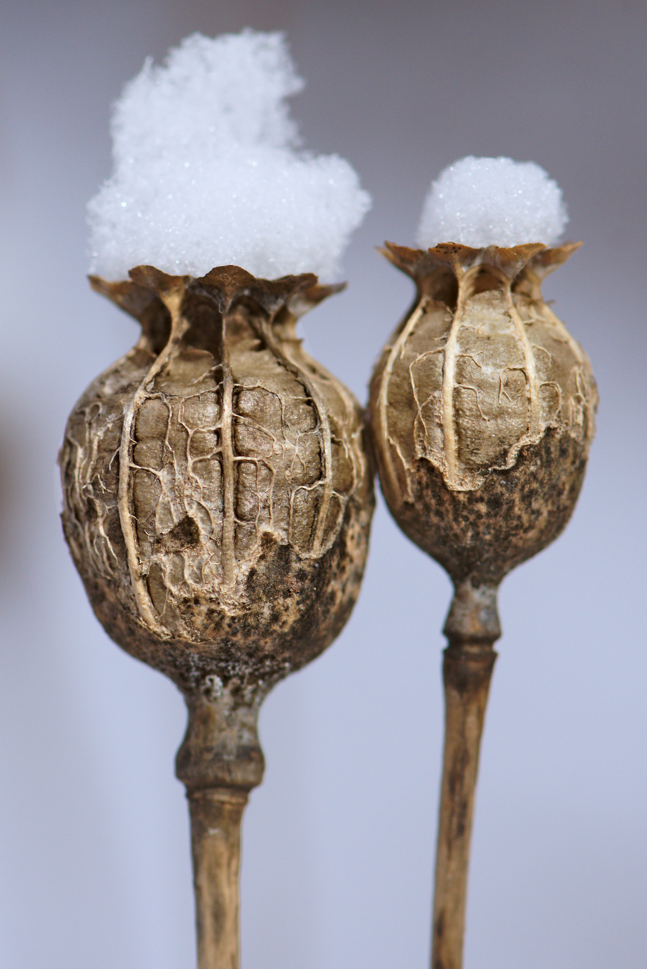 1280x1917, 630 Kb / мак, снег