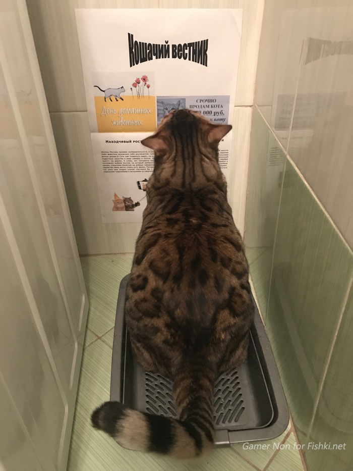 700x933, 251 Kb / Кот, туалет, вестник