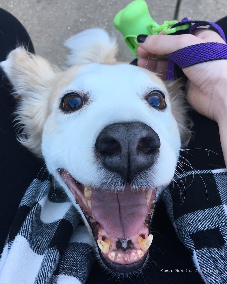 750x937, 114 Kb / Собака