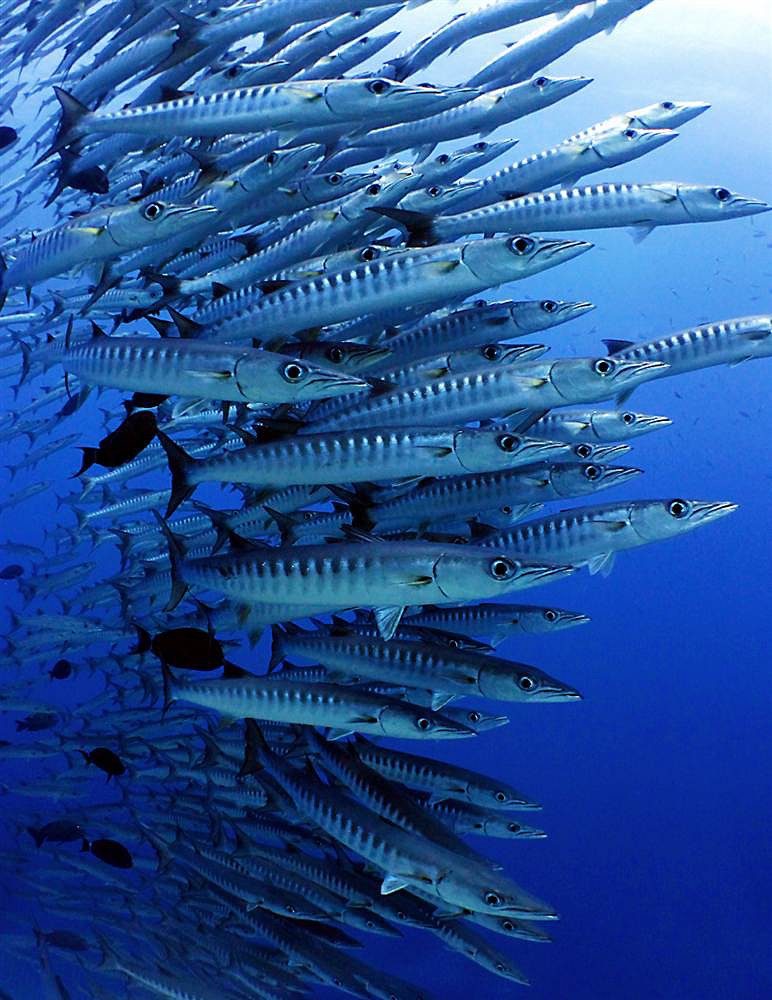 772x1000, 176 Kb / косяк, рыбы, баракуда