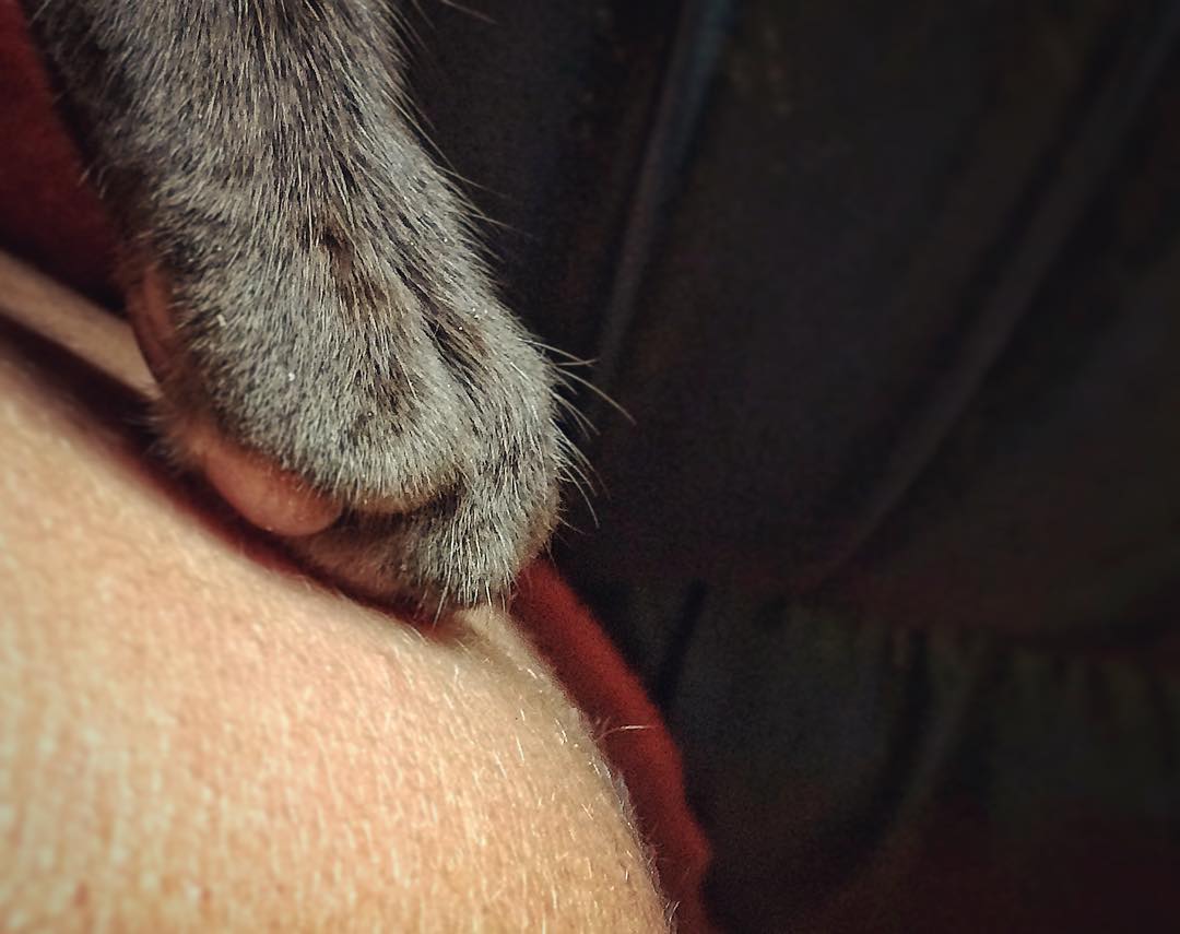 1080x855, 77 Kb / Кот, лапа