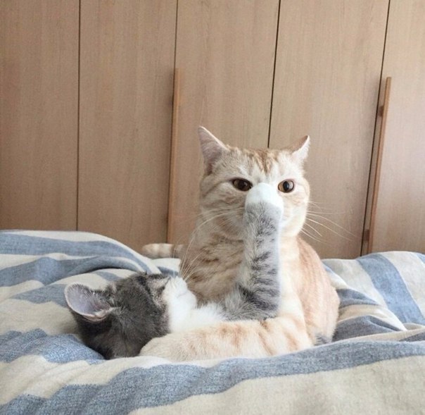 604x589, 63 Kb / Кошки, постель