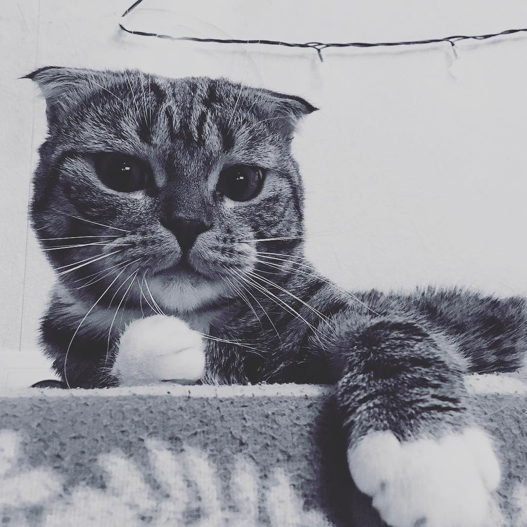 1080x1080, 162 Kb / Котэ, ч/б, гирлянда