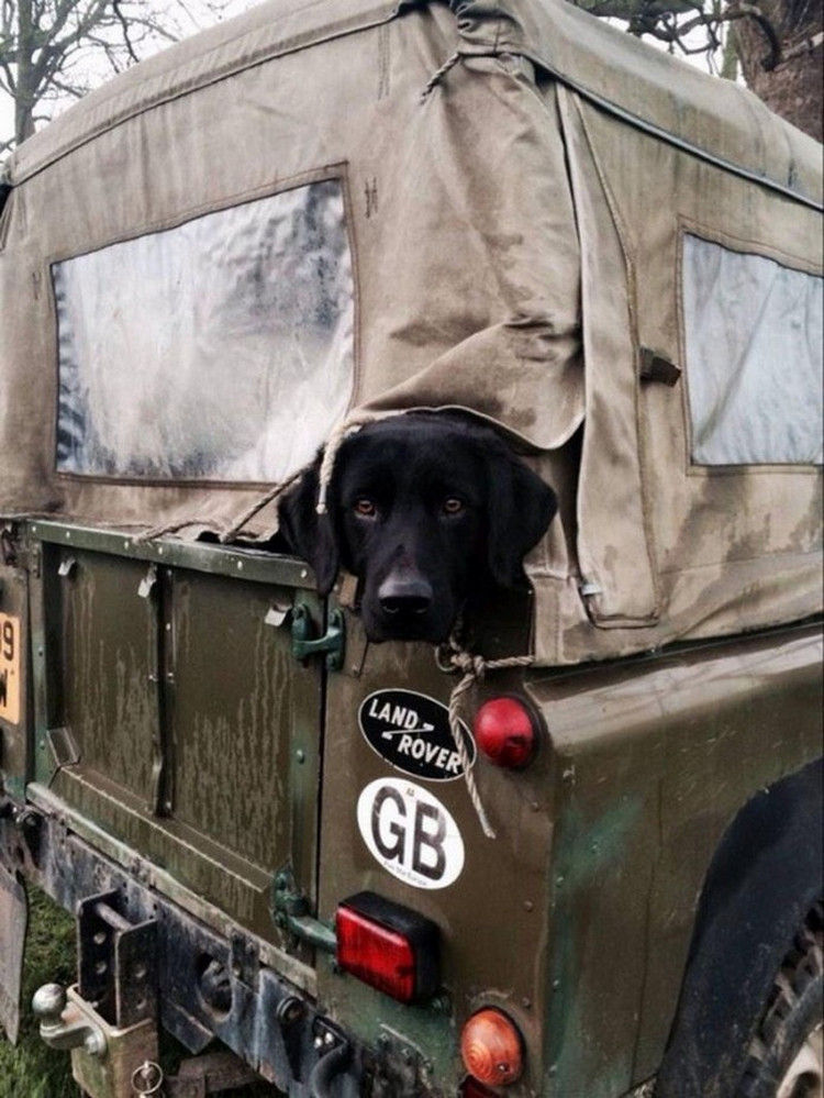 750x999, 142 Kb / Land Rover, джип, авто, собака
