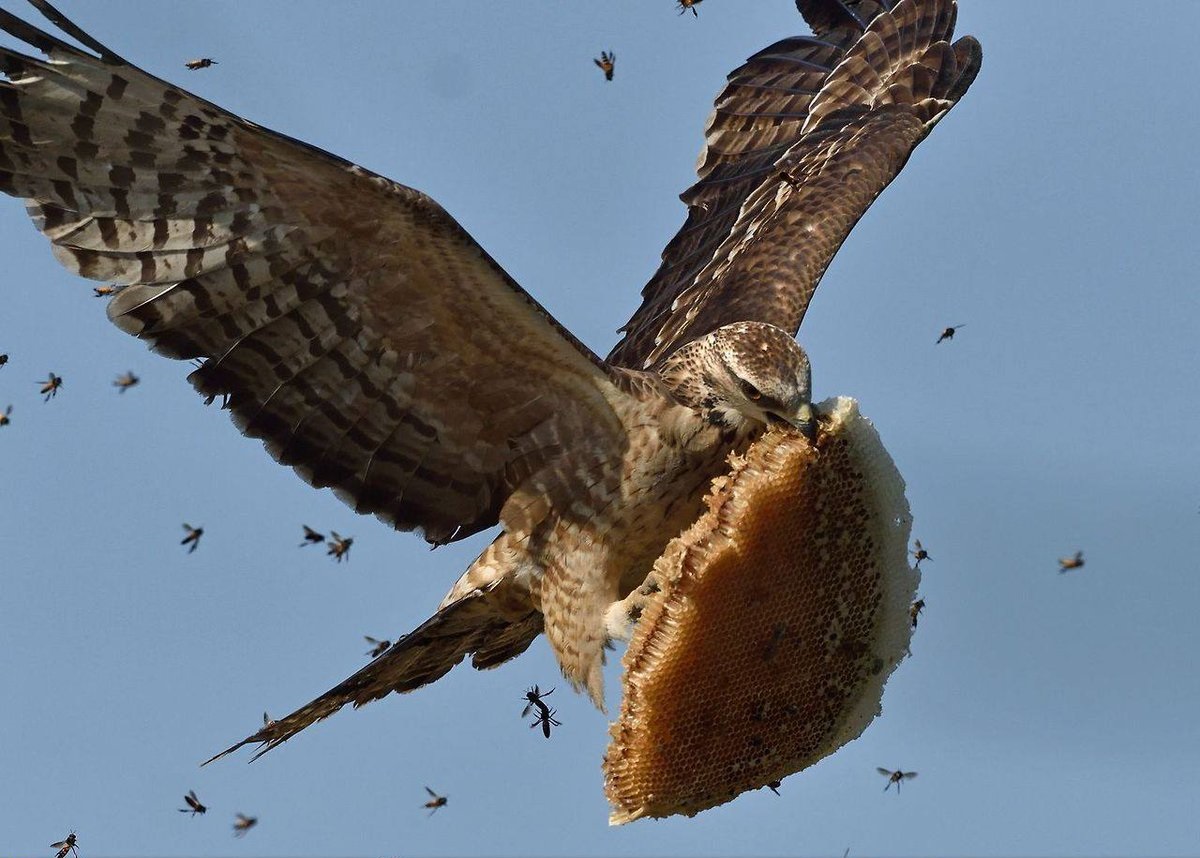 1200x858, 225 Kb / орёл, соты, мёд, пчёлы