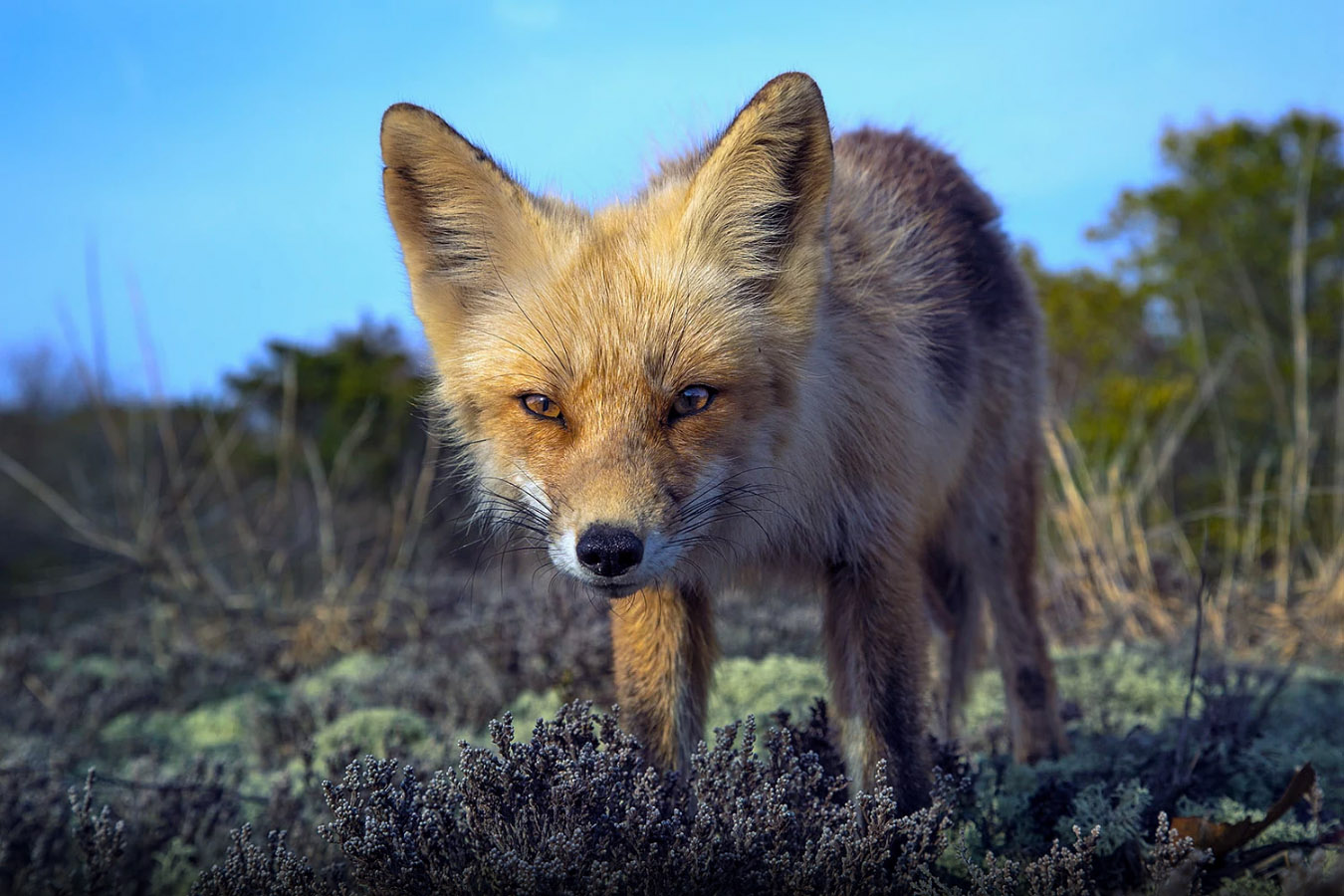 1350x900, 251 Kb / лис, слегка упоротый