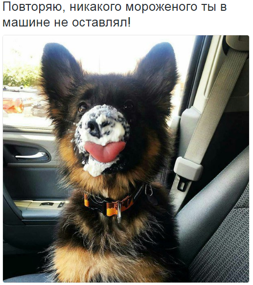 517x581, 248 Kb / собака, машина, мороженое, морда