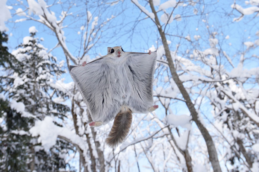 865x575, 110 Kb / белка, японская, летяга, снег, зима, обнимашки