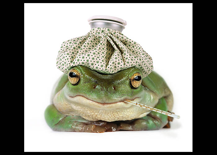 700x500, 76 Kb / лягушка, грелка, градусник