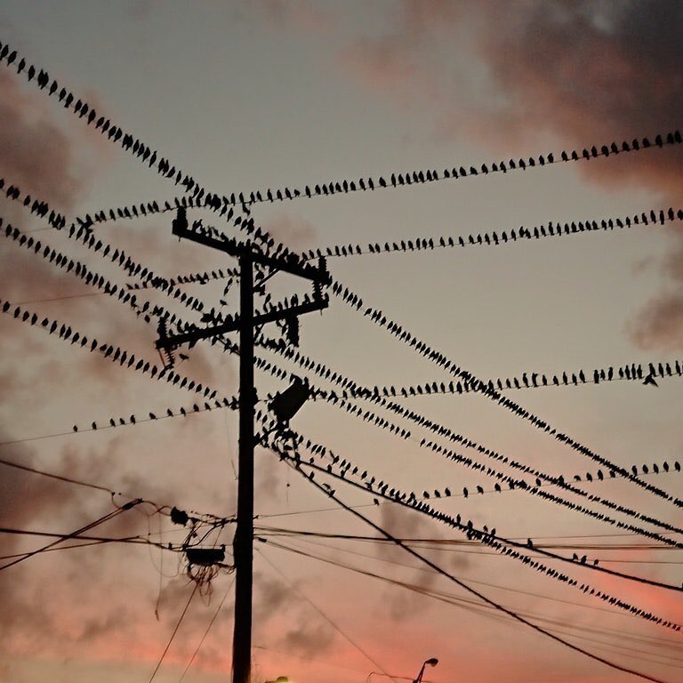 768x768, 90 Kb / Провода, птицы, столб