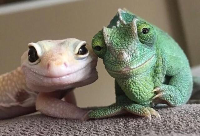 640x436, 38 Kb / ящерица, хамелеон