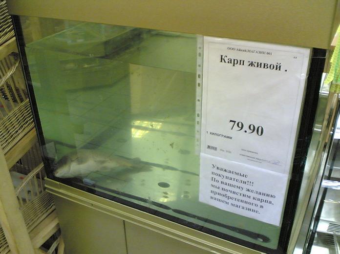 696x520, 48 Kb / рыба, карп, аквариум, живой, труп