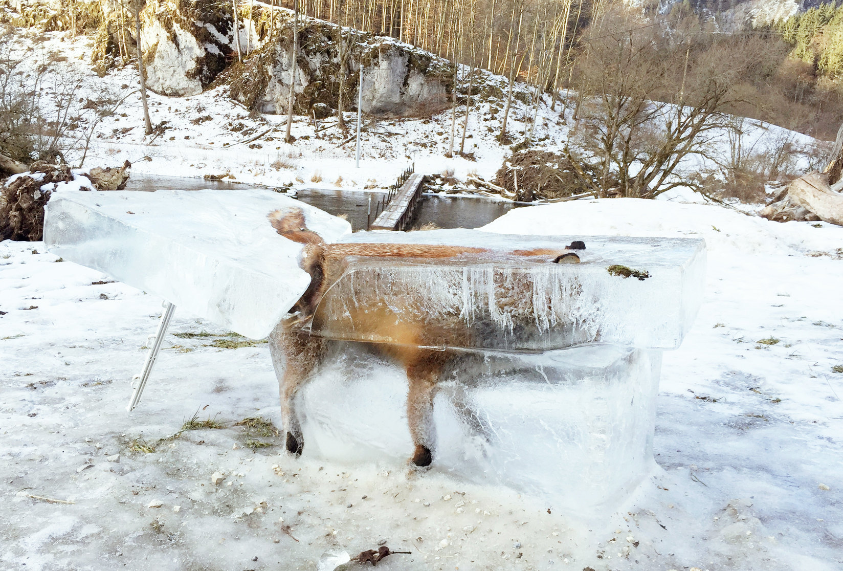 1648x1116, 585 Kb / лиса, провалилась, замерзла, река, лёд, мост