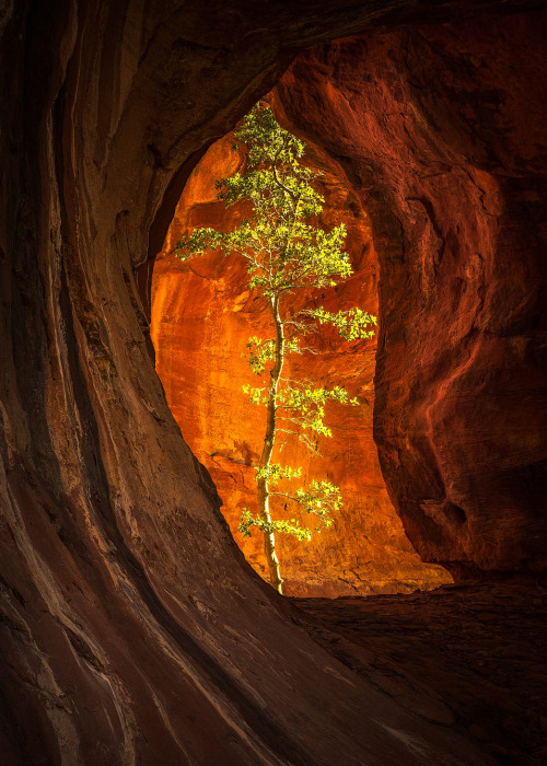 500x700, 159 Kb / дерево, пещера, скала