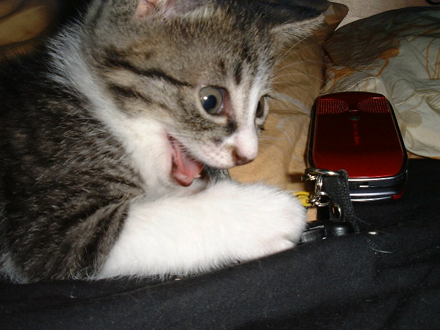 640x480, 85 Kb / котёнок, мобильник