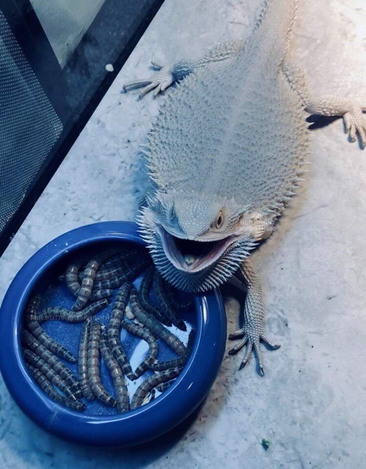 750x960, 154 Kb / ящерица, личинки, миска