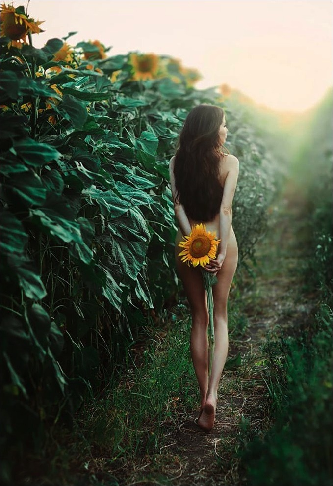 679x990, 184 Kb / брюнетка, голая, подсолнухи, сзади