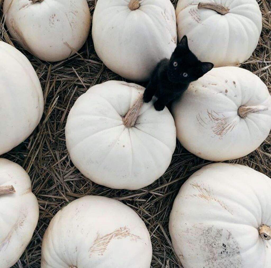 1024x1013, 104 Kb / сено, тыквы, котейка, черный