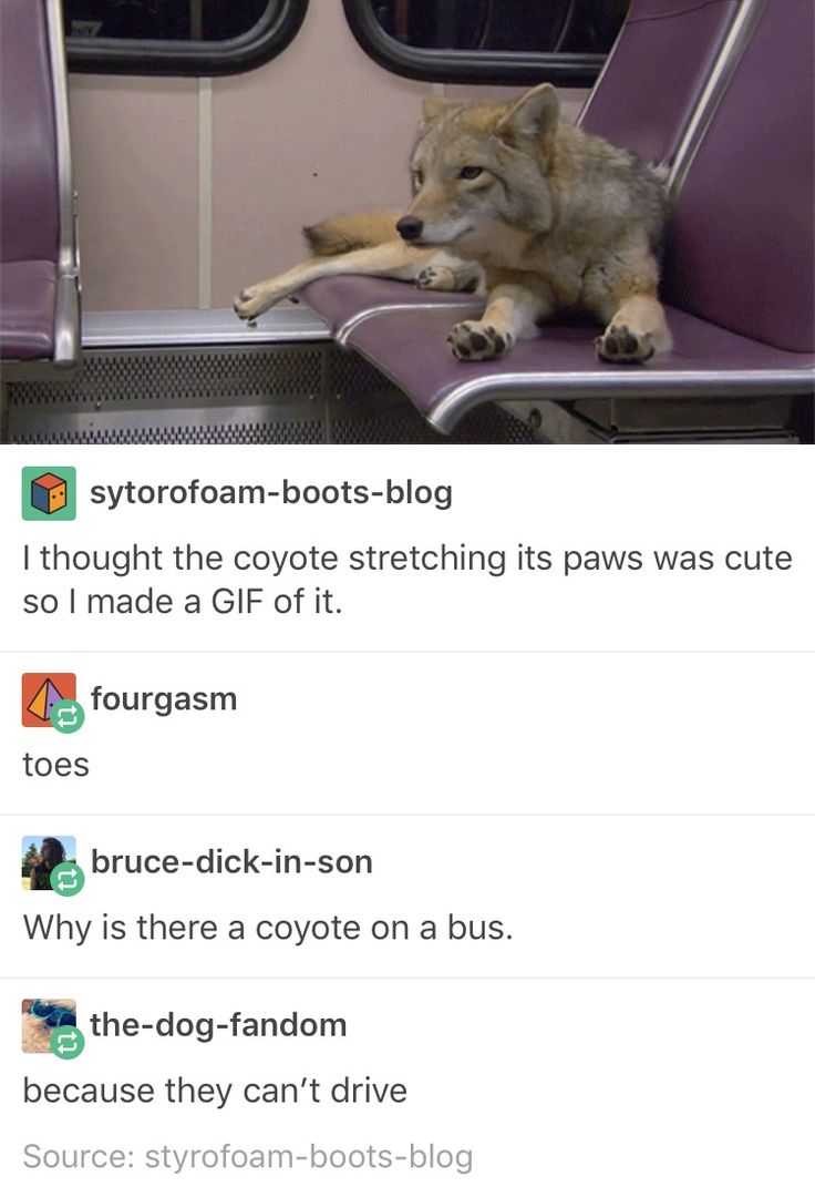 736x1071, 73 Kb / волк, метро, машина