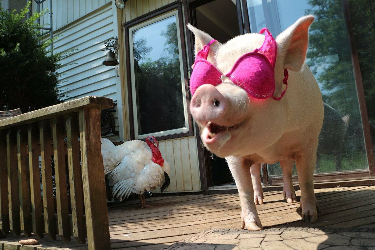 1200x800, 180 Kb / свинья, лифчик, индюк