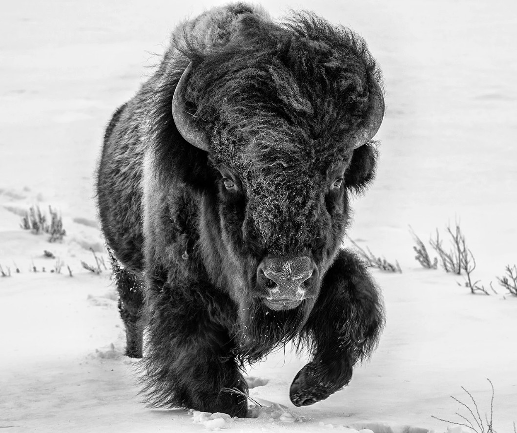 1059x886, 239 Kb / зубр, снег, ч/б