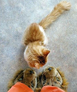 319x382, 43 Kb / кот, тапки